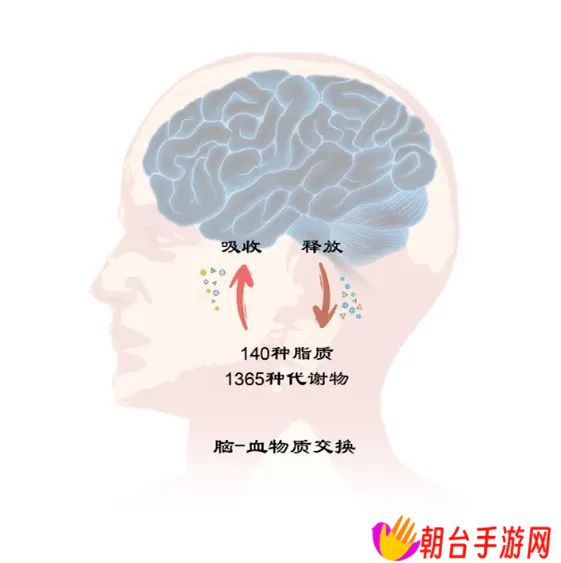 我国团队首次系统鉴定人脑-血液交换代谢物集合